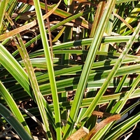 Carex morrowii 'Variegata'